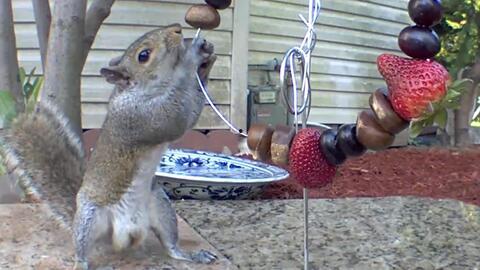播放小松鼠吃瓜,小松鼠的夏日瓜果盛宴