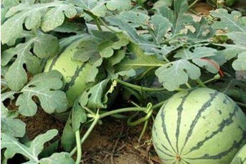 唐老师西瓜种植两蔓三瓜,两蔓三瓜高效栽培秘诀