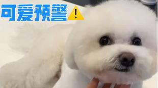 明星狗狗的名字,揭秘它们的名字背后的故事